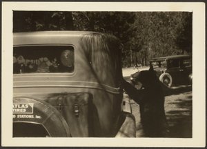 Bear at Car by Louis Fleckenstein