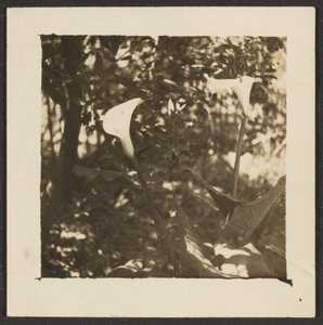 Calla Lilies by Louis Fleckenstein