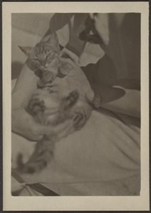 Cat by Louis Fleckenstein