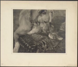 Cat and Dog