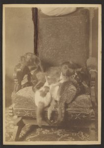 Cuddling Cats and Dog