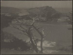 Cypress on Coast by Louis Fleckenstein
