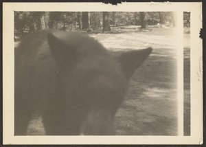 Friendly Bear at Camp Site by Louis Fleckenstein