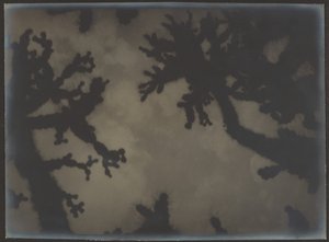 Joshua Trees by Louis Fleckenstein