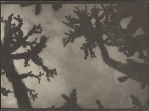 Joshua Trees by Louis Fleckenstein