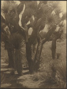 [Joshua Trees Close-Up]