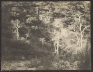 [Landscape with Bright Trees]