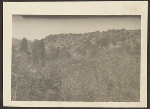 Landscape with Shrubs by Louis Fleckenstein