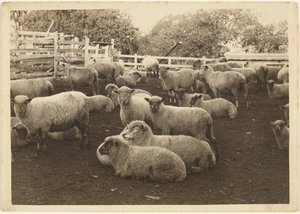 Sheep in Pen