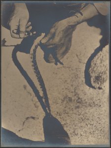 Skinning a Rattlesnake by Louis Fleckenstein