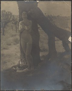 Spirit of the Joshua by Louis Fleckenstein