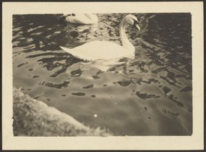 Swan by Louis Fleckenstein