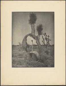 The Contortionist by Louis Fleckenstein