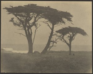 Trees Along Coast by Louis Fleckenstein