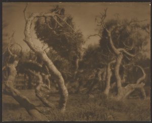 [Twisted Trees] by Louis Fleckenstein
