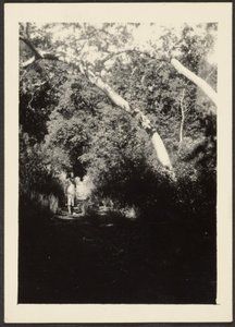 Woman on Path in Woods by Louis Fleckenstein