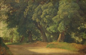 Oak Trees in Holstein