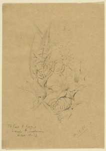 Plant Form Study by Louis H. Sullivan