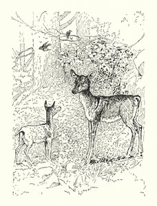 The Fawn and His Mother