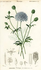 Blue lace flower, Trachymene coerulea (1849)