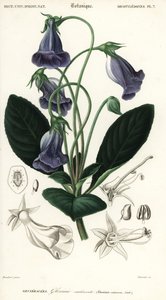 Brazilian Gloxinia, Sinningia Speciosa (engraving)