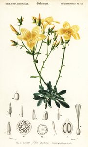 Flax, Linum campanulatum (engraving) by Louis Joseph Edouard Maubert