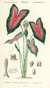 Heart of Jesus, Caladium Bicolor (engraving)