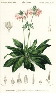 Shooting Star or Eastern Shooting Star, Dodecatheon meadia by Louis Joseph Edouard Maubert