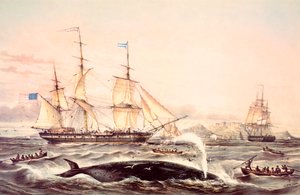 Whaling off the Cape of Good Hope