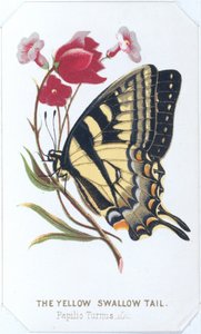 The Yellow Swallowtail, 1860 by Louis Prang