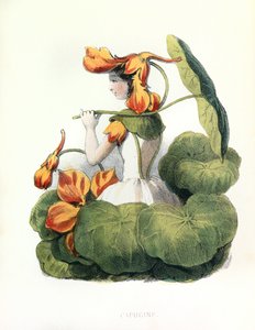 Allegory, the Nasturtium