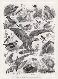 Birds in the Natural History Collection, South Kensington by Louis Wain