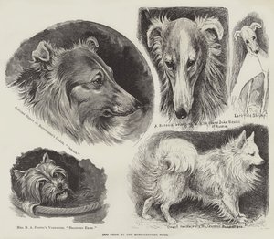 Dog Show at the Agricultural Hall