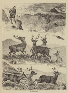Highland Sport by Louis Wain
