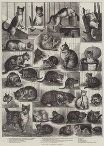 Our Cats, a Domestic History by Louis Wain