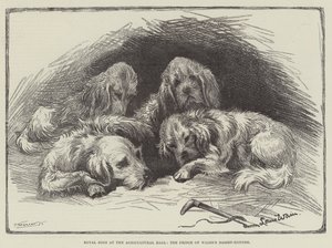 Royal Dogs at the Agricultural Hall, the Prince of Wales