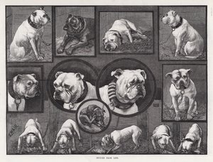 Studies from Life