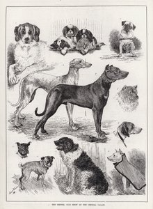 The Kennel Club Show at the Crystal Palace by Louis Wain