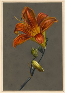 Day Lily by Louise DOrleans
