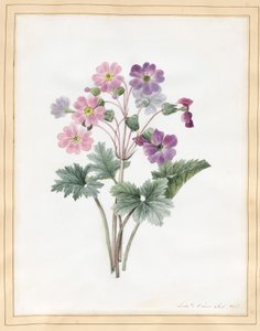 Hybrid Auricula by Louise DOrleans
