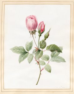 Pink Rose and Buds, 1826