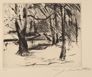 Trees in the Sun