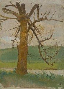 Tree by the River