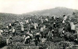 Plucking Tea, Up-Country Estate, Ceylon, c.1900-1930