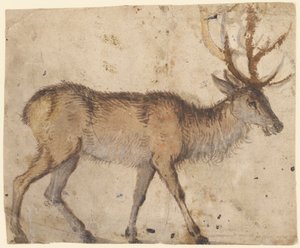Study of a Stag (recto)