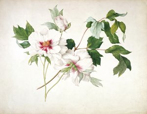 Japanese Tree Peony (Paeonia suffructicosa) by Lucy Cust