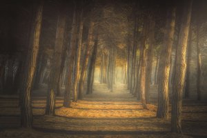 Golden Forest Path by Ludovico Reale