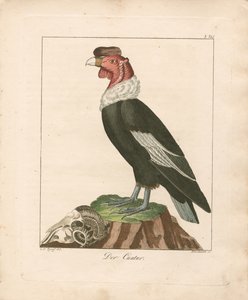 Andean Condor