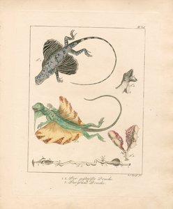 Flying Dragons and Their Anatomy by Ludwig Christoph Tyroff