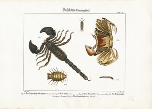Arthropods: Scorpion, Crab and Other Arthropods by Ludwig Meyer